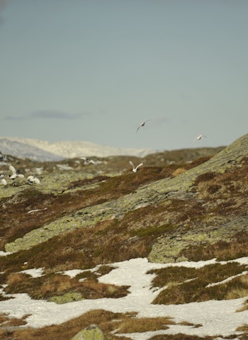 ARTIG: Den artigste rypejakta får du seinhøstes.  ARTIG: Den artigste rypejakta får du seinhøstes.