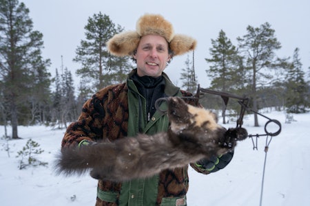 MÅR I FELLA: Det gjelder å spenne opp mårfellene når fangstsesongen åpner 1. november. Det er denne måneden det er best sjanse for å få mår i fella, ifølge fangststatistikk fra JiL-prosjektet.  MÅR I FELLA: Det gjelder å spenne opp mårfellene når fangstsesongen åpner 1. november. Det er denne måneden det er best sjanse for å få mår i fella, ifølge fangststatistikk fra JiL-prosjektet.