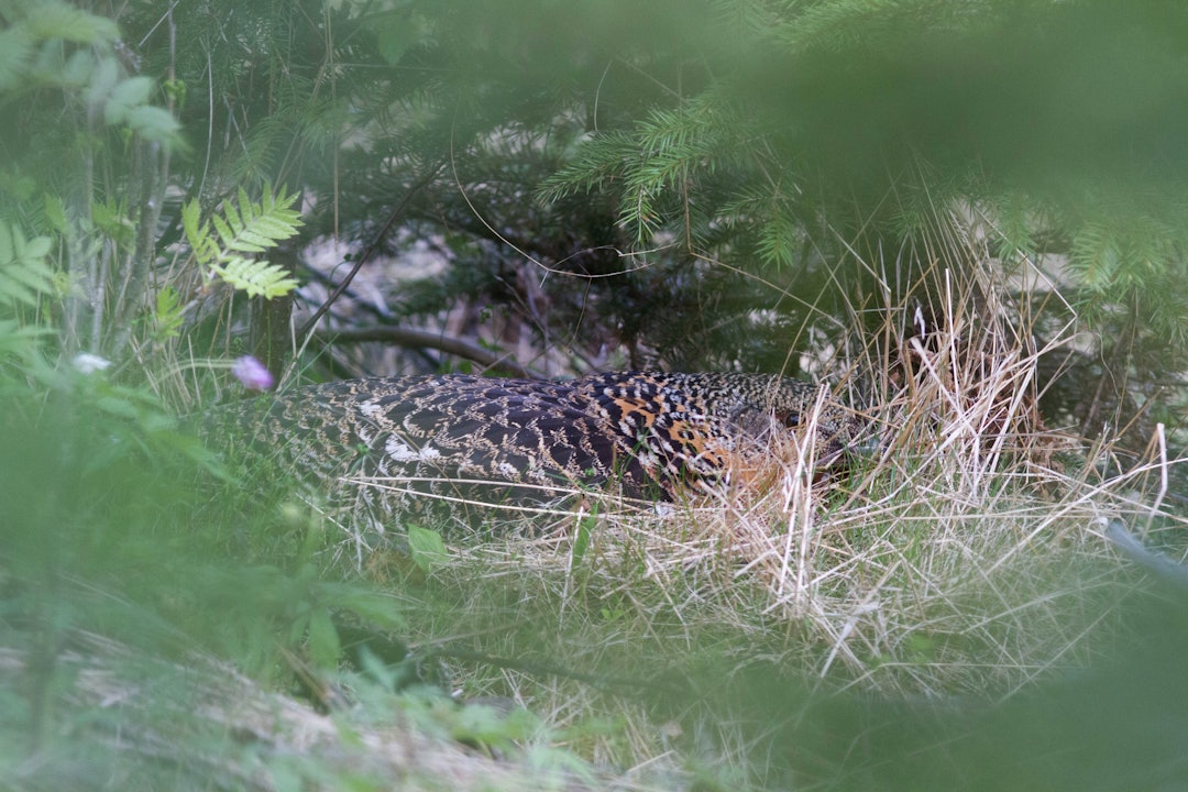 REIRRØVING: Sammenligning av gjennomsnittlig røveprosent for kameraovervåkede skogsfuglreir i Lierne, fem år før med fem år etter JiL-prosjektet, viser en nedgang på fire prosent. Foto: Høyskolen i Innlandet REIRRØVING: Sammenligning av gjennomsnittlig røveprosent for kameraovervåkede skogsfuglreir i Lierne, fem år før med fem år etter JiL-prosjektet, viser en nedgang på fire prosent. Foto: Høyskolen i Innlandet
