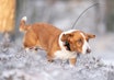 DOMINERER: Hele 18 av 20 hunder i NM småhund var drevere. Gode og allsidige kombihunder som kan jage både hare, rødrev, hjort og rådyr.  Foto: Christer Rognerud DOMINERER: Hele 18 av 20 hunder i NM småhund var drevere. Gode og allsidige kombihunder som kan jage både hare, rødrev, hjort og rådyr.  Foto: Christer Rognerud