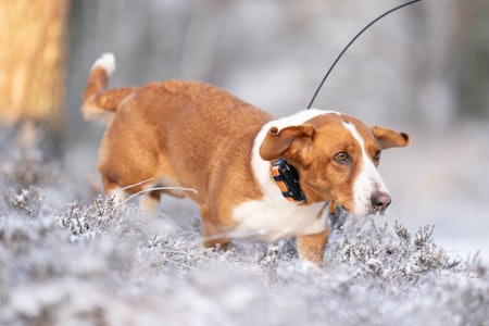 DOMINERER: Hele 18 av 20 hunder i NM småhund var drevere. Gode og allsidige kombihunder som kan jage både hare, rødrev, hjort og rådyr.  Foto: Christer Rognerud DOMINERER: Hele 18 av 20 hunder i NM småhund var drevere. Gode og allsidige kombihunder som kan jage både hare, rødrev, hjort og rådyr.  Foto: Christer Rognerud