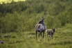 CWD: 13 reinkalver fra Filefjell Reinlag er valgt ut til å være med i forsøket som skjer i Canada. Dette er første gang norsk rein er med i et slikt forsøk. Foto: Mats Lindberg / iStockphoto CWD: 13 reinkalver fra Filefjell Reinlag er valgt ut til å være med i forsøket som skjer i Canada. Dette er første gang norsk rein er med i et slikt forsøk. Foto: Mats Lindberg / iStockphoto