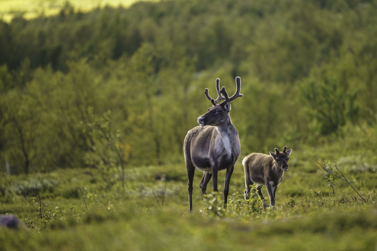 CWD: 13 reinkalver fra Filefjell Reinlag er valgt ut til å være med i forsøket som skjer i Canada. Dette er første gang norsk rein er med i et slikt forsøk. Foto: Mats Lindberg / iStockphoto CWD: 13 reinkalver fra Filefjell Reinlag er valgt ut til å være med i forsøket som skjer i Canada. Dette er første gang norsk rein er med i et slikt forsøk. Foto: Mats Lindberg / iStockphoto
