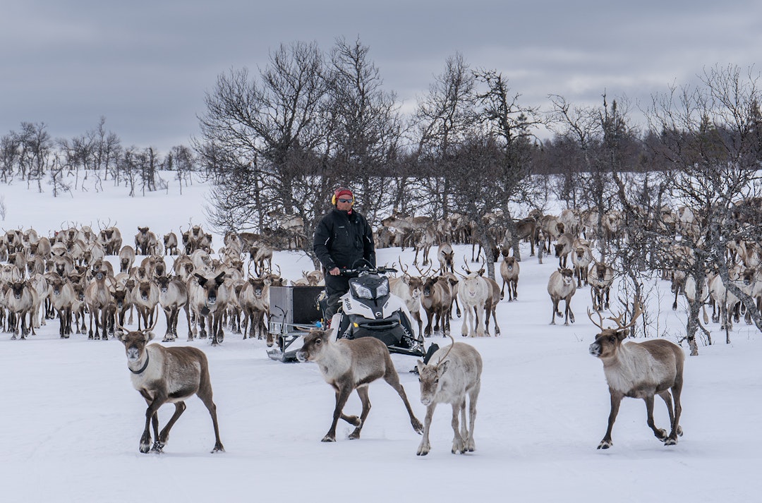 KJEMPET FOR FRIFINNELSE: Odd Bjørnar Bjørkås hadde et nært forhold til reinsdyrene sine, og var overbevist om at han hadde skutt bjørnene i nødverge. Han uttalte at han følte seg rettsløs. Foto: Christer Rognerud KJEMPET FOR FRIFINNELSE: Odd Bjørnar Bjørkås hadde et nært forhold til reinsdyrene sine, og var overbevist om at han hadde skutt bjørnene i nødverge. Han uttalte at han følte seg rettsløs. Foto: Christer Rognerud
