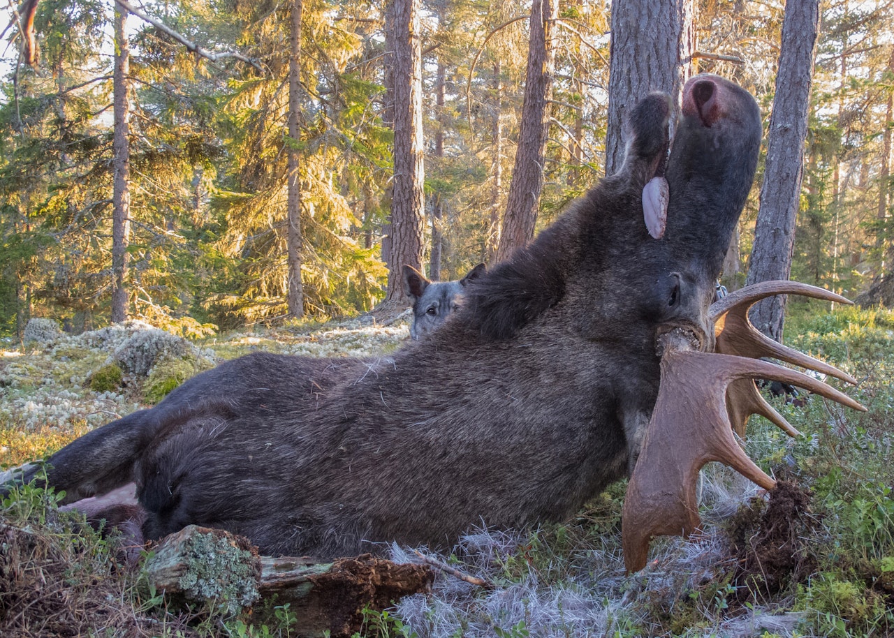 FOLKETS FAVORITT: Dette flotte fangstbildet stakk av gårde med siste rundeseier i årets fotokonkurranse. Foto: Inge Asphaug. FOLKETS FAVORITT: Dette flotte fangstbildet stakk av gårde med siste rundeseier i årets fotokonkurranse. Foto: Inge Asphaug.