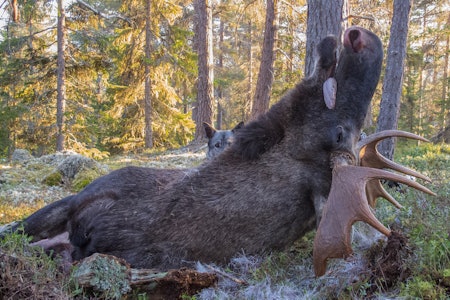 FOLKETS FAVORITT: Dette flotte fangstbildet stakk av gårde med siste rundeseier i årets fotokonkurranse. Foto: Inge Asphaug. FOLKETS FAVORITT: Dette flotte fangstbildet stakk av gårde med siste rundeseier i årets fotokonkurranse. Foto: Inge Asphaug.