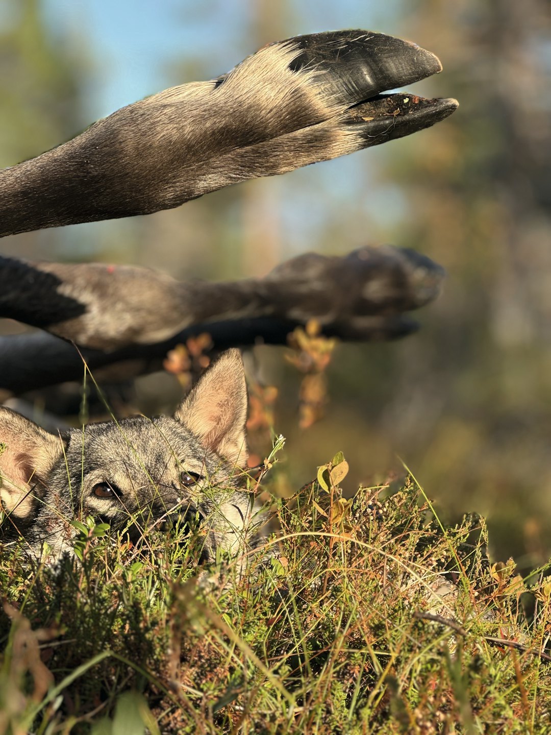 HVILEPULS: Den firbeinte jaktkompisen har funnet hvilepulsen etter en tilsynelatende god jaktdag. Foto: Sara Elisabeth Thorsen HVILEPULS: Den firbeinte jaktkompisen har funnet hvilepulsen etter en tilsynelatende god jaktdag. Foto: Sara Elisabeth Thorsen