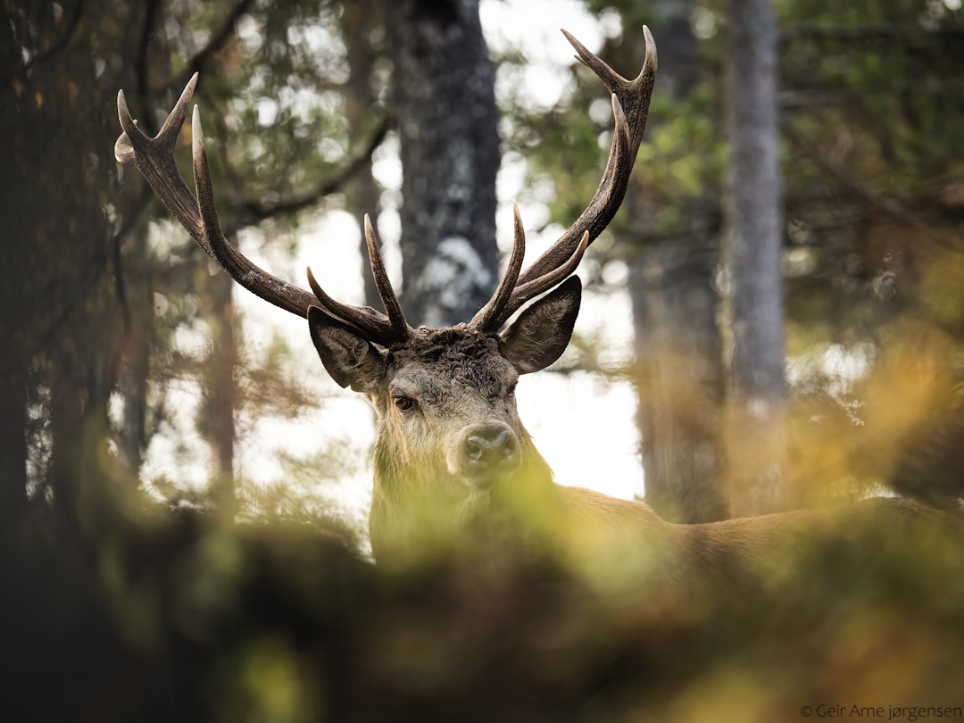 KRONHJORT: Et gyldent og flott bilde av et prakteksemplar. Foto: Geir Arne Jørgensen. KRONHJORT: Et gyldent og flott bilde av et prakteksemplar. Foto: Geir Arne Jørgensen.