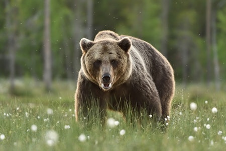 BJØRN: Antallet brunbjørner i Norge har aldri vært høyere siden overvåkingen startet i 2009. Foto: iStock BJØRN: Antallet brunbjørner i Norge har aldri vært høyere siden overvåkingen startet i 2009. Foto: iStock