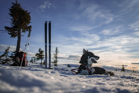 PELSKLEDDE EVENTYRERE: De fleste hunder trives godt i fjellet. Å ta forhåndsregler og pakke etter hundens behov, sikrer at dere begge nyter turen. Foto: Magnus Lægreid Storebø ski og hund