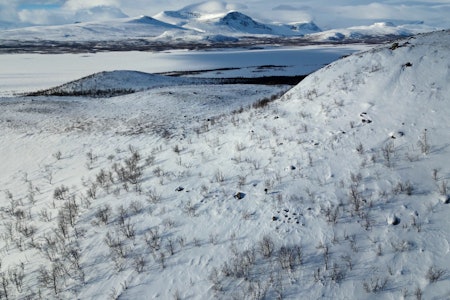 RYPEKRATT: Mest liv var det i bjørkekrattene som strakk seg lengst opp mot fjellet. RYPEKRATT: Mest liv var det i bjørkekrattene som strakk seg lengst opp mot fjellet.