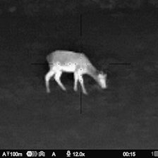 TERMISK JAKT:  Termisk utstyr påvirker jakta, men hvordan? Det vil NINA forske på. REGULERING: Termisk optikk vil bli regulert i den nye viltressursloven som var på høring høsten 2024. Lovteksten som var på høring la opp til forbud mot bruk av våpenmontert utstyr.