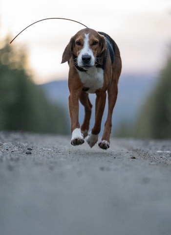 ET EVENTYR: Trond Revhaug beskriver det han og R-Selma har oppnådd sammen de tre siste årene som et eventyr. Å bli årets rasemester og årets hund, er det han setter høyest av merittene. ET EVENTYR: Trond Revhaug beskriver det han og R-Selma har oppnådd sammen de tre siste årene som et eventyr. Å bli årets rasemester og årets hund, er det han setter høyest av merittene.
