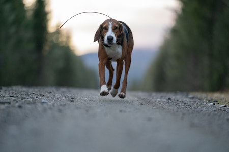 ET EVENTYR: Trond Revhaug beskriver det han og R-Selma har oppnådd sammen de tre siste årene som et eventyr. Å bli årets rasemester og årets hund, er det han setter høyest av merittene. ET EVENTYR: Trond Revhaug beskriver det han og R-Selma har oppnådd sammen de tre siste årene som et eventyr. Å bli årets rasemester og årets hund, er det han setter høyest av merittene.