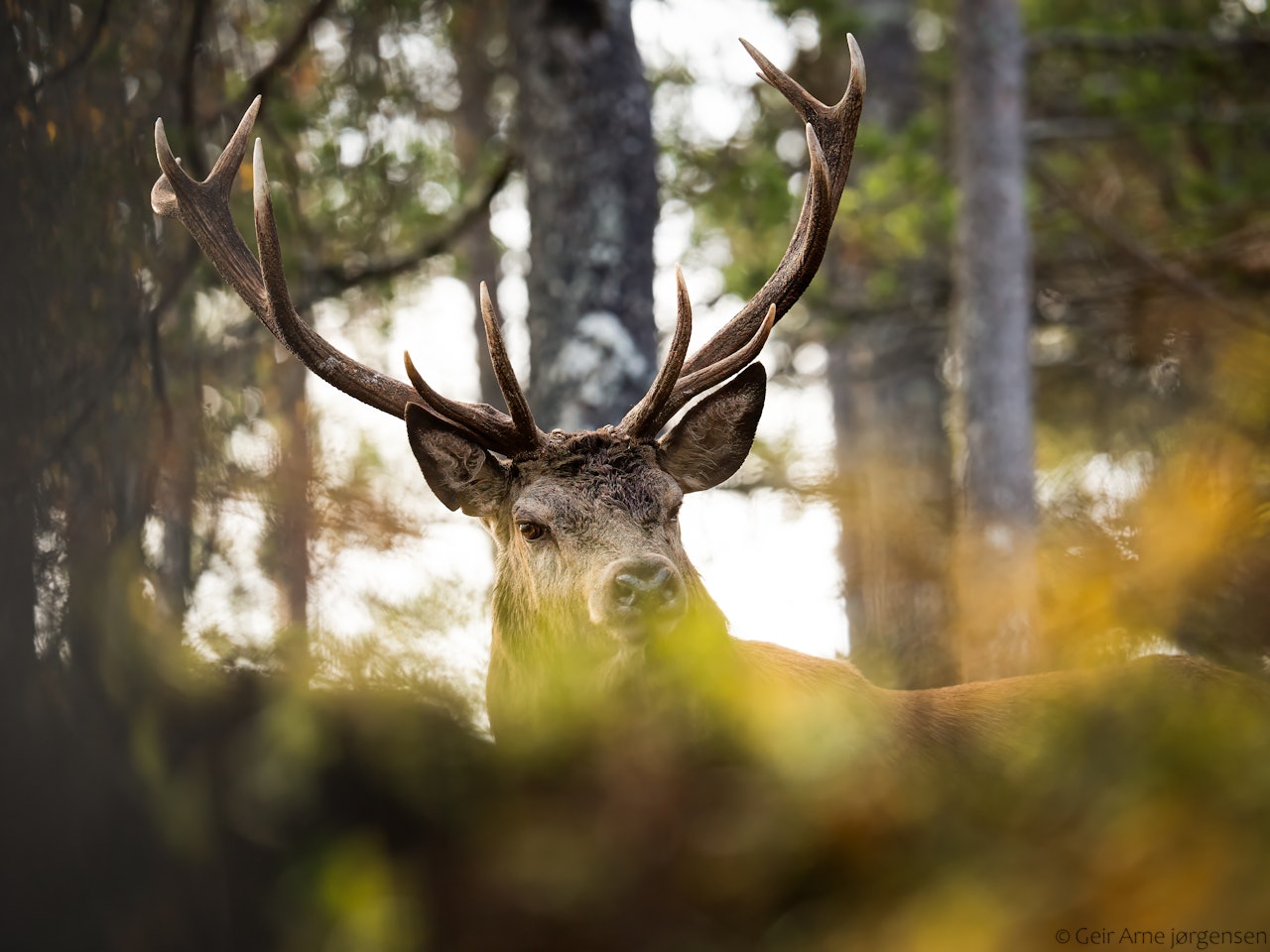 ÅRETS JEGERBILDE: Geir Arne Jørgensen gjorde lurt i å ha med seg kamera på jakt, og fikk nærkontakt med storbukken. Foto: Geir Arne Jørgensen ÅRETS JEGERBILDE: Geir Arne Jørgensen gjorde lurt i å ha med seg kamera på jakt, og fikk nærkontakt med storbukken. Foto: Geir Arne Jørgensen