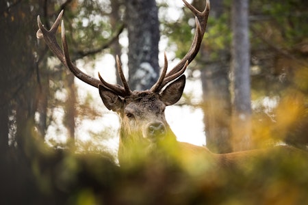 ÅRETS JEGERBILDE: Geir Arne Jørgensen gjorde lurt i å ha med seg kamera på jakt, og fikk nærkontakt med storbukken. Foto: Geir Arne Jørgensen ÅRETS JEGERBILDE: Geir Arne Jørgensen gjorde lurt i å ha med seg kamera på jakt, og fikk nærkontakt med storbukken. Foto: Geir Arne Jørgensen