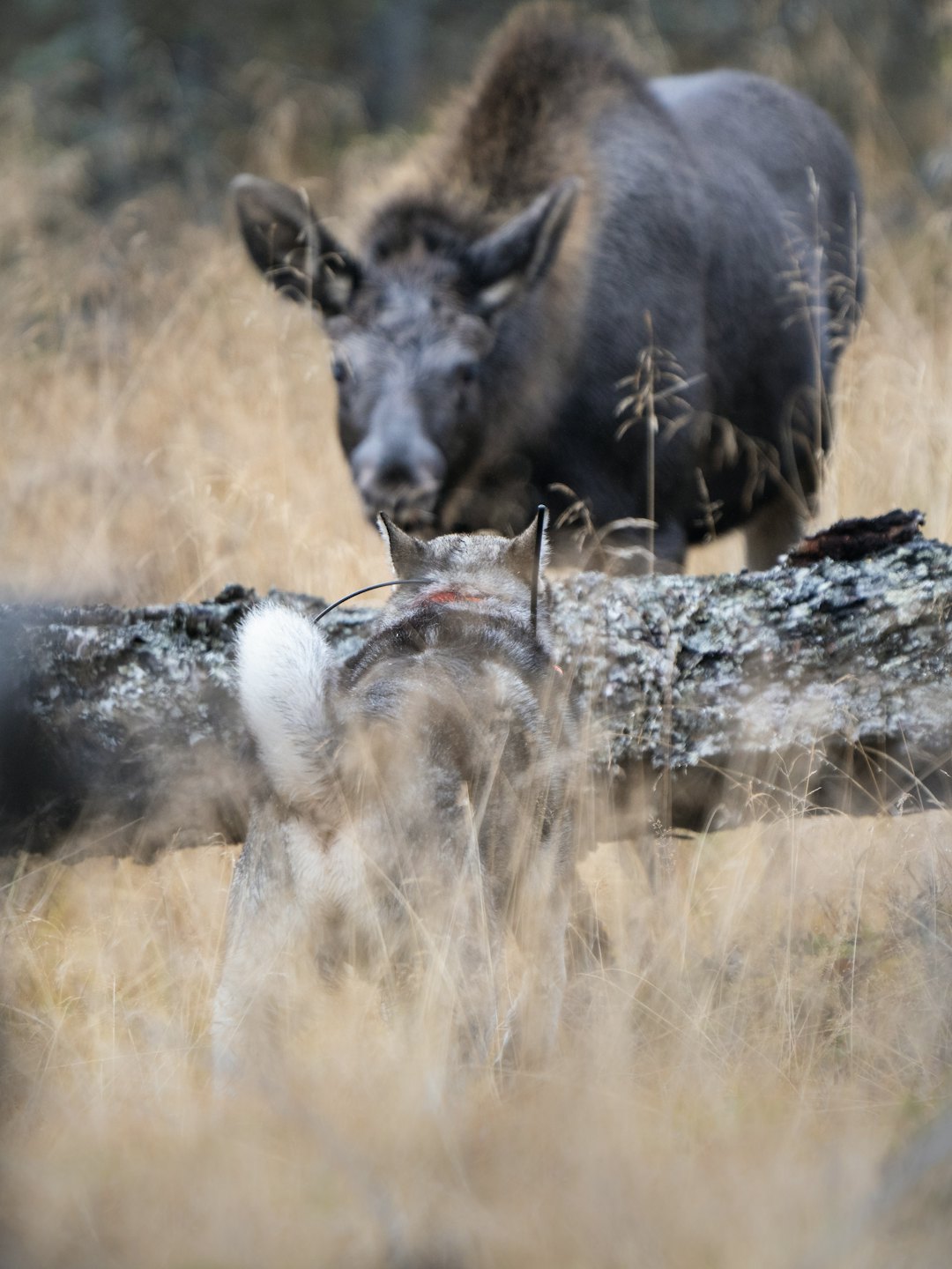STÅLOS: Intenst og godt innrammet bilde, verdig en tredjeplass. Foto: Joakim Ottosson STÅLOS: Intenst og godt innrammet bilde, verdig en tredjeplass. Foto: Joakim Ottosson