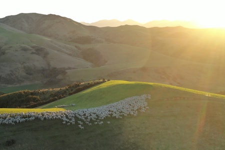 MERINO-MEKKA: New Zealand står for rundt 30 prosent av verdens ullproduksjon. Foto: New Zealand Merino Company MERINO-MEKKA: New Zealand står for rundt 30 prosent av verdens ullproduksjon. Foto: New Zealand Merino Company