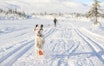 VINTER: Veterinærene ved K9 Nannestad Dyreklinikk bruker dekken og potesokker på hundene under trening når temperaturen synker, og sørger for at de får på seg dekken etter aktivitet i kuldegrader. Illustrasjonsfoto: iStock VINTER: Veterinærene ved K9 Nannestad Dyreklinikk bruker dekken og potesokker på hundene under trening når temperaturen synker, og sørger for at de får på seg dekken etter aktivitet i kuldegrader. Illustrasjonsfoto: iStock