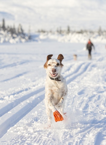 VINTER: Veterinærene ved K9 Nannestad Dyreklinikk bruker dekken og potesokker på hundene under trening når temperaturen synker, og sørger for at de får på seg dekken etter aktivitet i kuldegrader. Illustrasjonsfoto: iStock VINTER: Veterinærene ved K9 Nannestad Dyreklinikk bruker dekken og potesokker på hundene under trening når temperaturen synker, og sørger for at de får på seg dekken etter aktivitet i kuldegrader. Illustrasjonsfoto: iStock