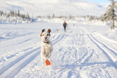 VINTER: Veterinærene ved K9 Nannestad Dyreklinikk bruker dekken og potesokker på hundene under trening når temperaturen synker, og sørger for at de får på seg dekken etter aktivitet i kuldegrader. Illustrasjonsfoto: iStock VINTER: Veterinærene ved K9 Nannestad Dyreklinikk bruker dekken og potesokker på hundene under trening når temperaturen synker, og sørger for at de får på seg dekken etter aktivitet i kuldegrader. Illustrasjonsfoto: iStock
