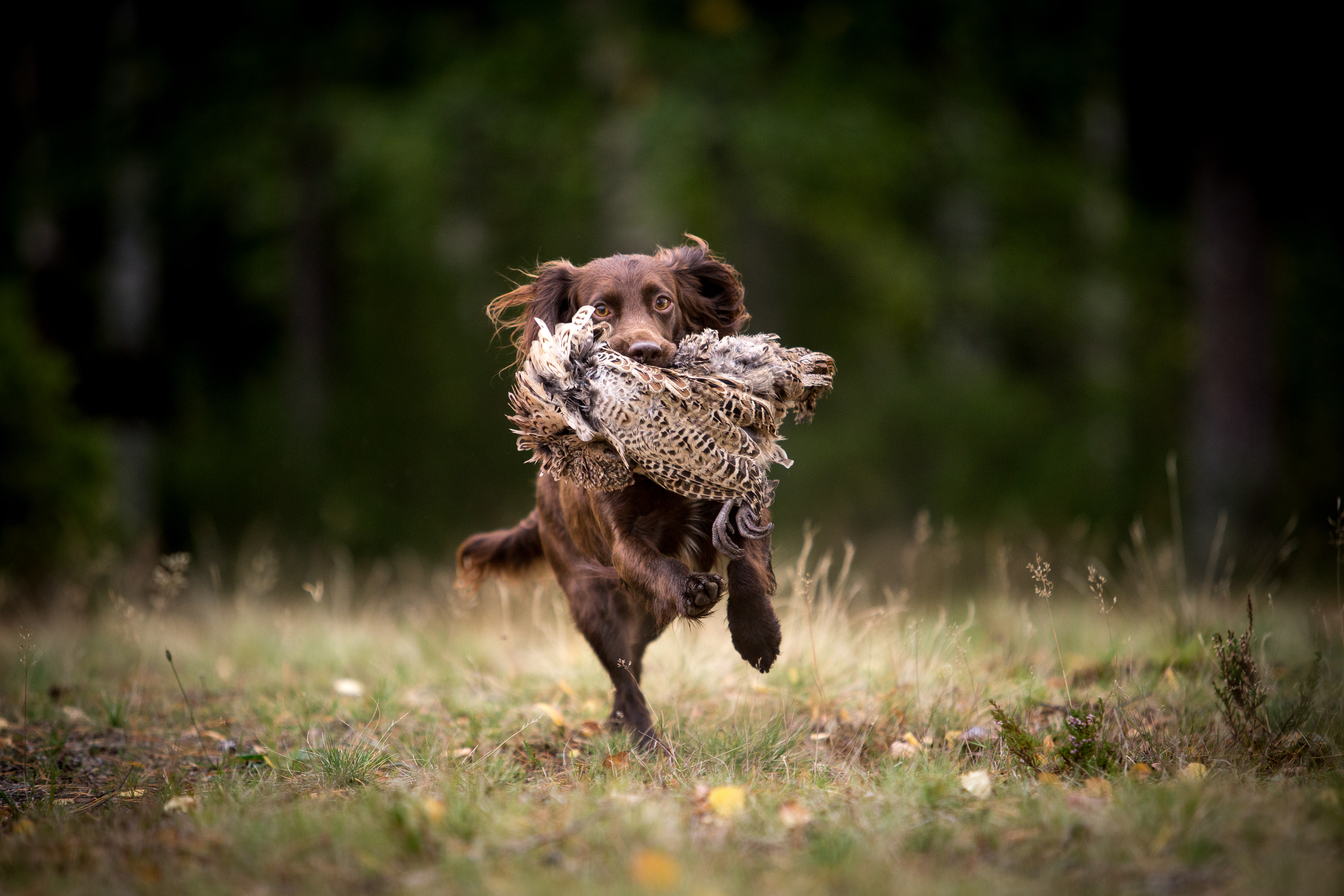 SOMMER: Gjennom sommeren og under sesongoppkjøringen før jakta er gjerne varmen et problem for hundene. Da er det viktig å unngå at hundene blir kjørt for hardt og finne aktiviteter som passer til temperaturen. Arkivfoto: Therese Norman Andersen