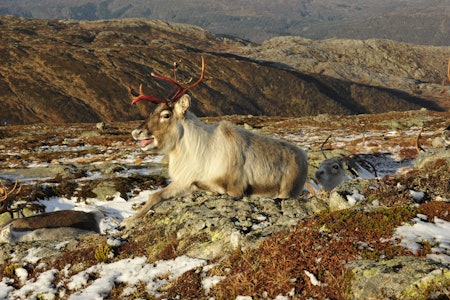 UNDER PRESS: Skrantesjuke (CWD), parasitter og menneskelige forstyrrelser er utfordringer villreinen har å slite med.    UNDER PRESS: Skrantesjuke (CWD), parasitter og menneskelige forstyrrelser er utfordringer villreinen har å slite med.