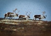 URJAKTA: Jakta for den ensomme jegeren i kamp med fjellet, naturkreftene og urviltet. Det beste av alt, denne jakta kan du gjøre alene. Foto: Linda Døsen Stubsveen URJAKTA: Jakta for den ensomme jegeren i kamp med fjellet, naturkreftene og urviltet. Det beste av alt, denne jakta kan du gjøre alene. Foto: Linda Døsen Stubsveen