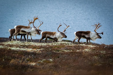 URJAKTA: Jakta for den ensomme jegeren i kamp med fjellet, naturkreftene og urviltet. Det beste av alt, denne jakta kan du gjøre alene. Foto: Linda Døsen Stubsveen URJAKTA: Jakta for den ensomme jegeren i kamp med fjellet, naturkreftene og urviltet. Det beste av alt, denne jakta kan du gjøre alene. Foto: Linda Døsen Stubsveen