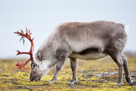STUTTKJUKK: Svalbardrein regnes som en underart av rein og har kortere bein og hals, lite hode, korte ører og en kompakt kropp. Den har også tykkere pels enn villreinen på fastlandet. Foto: Istock STUTTKJUKK: Svalbardrein regnes som en underart av rein og har kortere bein og hals, lite hode, korte ører og en kompakt kropp. Den har også tykkere pels enn villreinen på fastlandet. Foto: Istock
