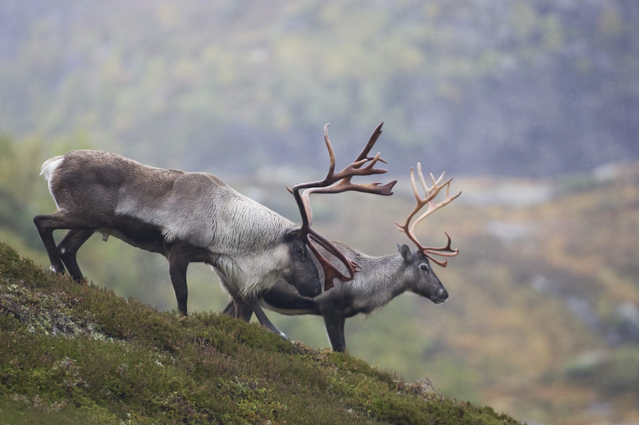 NORDFJELLA: Reinen ble utryddet i 2018 på grunn av skrantesyke. Nå starter arbeidet med reetablering. Foto: Roy Mangersnes / Samfoto / NTB NORDFJELLA: Reinen ble utryddet i 2018 på grunn av skrantesyke. Nå starter arbeidet med reetablering. Foto: Roy Mangersnes / Samfoto / NTB
