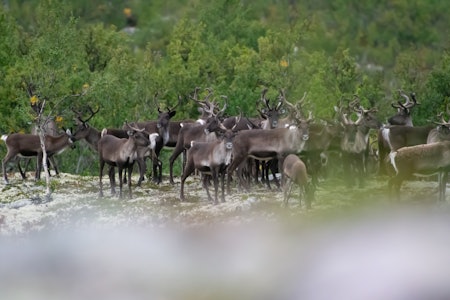 KALVING: Villreinen bruker ikke området rundt DNT-hytta Puttbua i Reinheimen. Forskere fra NINA har sett på hva som vil skje om hytta fjernes. Foto: Linda Døsen Stubsveen KALVING: Villreinen bruker ikke området rundt DNT-hytta Puttbua i Reinheimen. Forskere fra NINA har sett på hva som vil skje om hytta fjernes. Foto: Linda Døsen Stubsveen