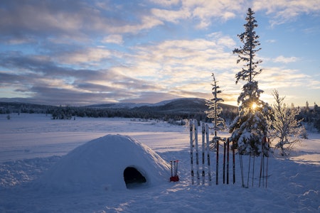 KRYPINN: Snøklokke i soloppgang. Foto: Christer Rognerud snøklokke vinterfjellet