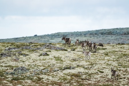 KONFLIKT: Vindkraft eller villrein? Det ser ikke ut til at vi kan bygge ut urørte fjellområder og samtidig beholde dem som gode villreinområder. Foto: Linda Døsen Stubsveen. KONFLIKT: Vindkraft eller villrein? Det ser ikke ut til at vi kan bygge ut urørte fjellområder og samtidig beholde dem som gode villreinområder. Foto: Linda Døsen Stubsveen.