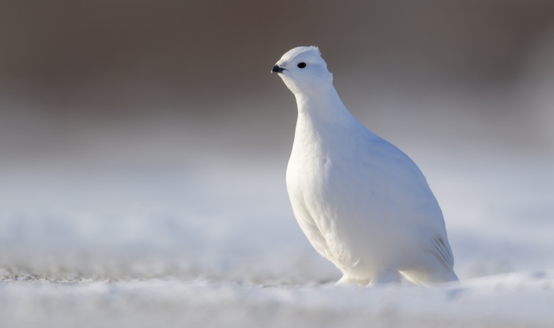 VINTERRYPE: Vinterjakta er inne i siste uke i nord. Les vår komplette guide for å lykkes med denne krevende jaktformen i et av Norges beste jaktfylker. Foto: iStockphoto VINTERRYPE: Vinterjakta er inne i siste uke i nord. Les vår komplette guide for å lykkes med denne krevende jaktformen i et av Norges beste jaktfylker. Foto: iStockphoto