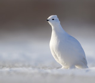 VINTERRYPE: Vinterjakta er inne i siste uke i nord. Les vår komplette guide for å lykkes med denne krevende jaktformen i et av Norges beste jaktfylker. Foto: iStockphoto VINTERRYPE: Vinterjakta er inne i siste uke i nord. Les vår komplette guide for å lykkes med denne krevende jaktformen i et av Norges beste jaktfylker. Foto: iStockphoto