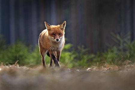 REV: Rødreven finnes over hele fastlandet. Foto: Getty Images/iStockphoto REV: Rødreven finnes over hele fastlandet. Foto: Getty Images/iStockphoto