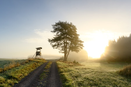 AUGUST: Svenske jegere ønsker seg blant annet mulighet til å jakte grevling med hund fra 1. august i de nye jakttidene som skal være klare til jaktåret 2026/2027. Foto: Jonas Velin / iStock AUGUST: Svenske jegere ønsker seg blant annet mulighet til å jakte grevling med hund fra 1. august i de nye jakttidene som skal være klare til jaktåret 2026/2027. Foto: Jonas Velin / iStock