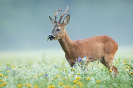 RÅDYR: Danmark har en tydelig fallende trend i antall skutte rådyr. En teori er at jegerne heller prioriterer å gå etter dåhjort og hjort, og lar råviltet få gå i fred. Foto: iStock RÅDYR: Danmark har en tydelig fallende trend i antall skutte rådyr. En teori er at jegerne heller prioriterer å gå etter dåhjort og hjort, og lar råviltet få gå i fred. Foto: iStock