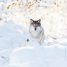 NY ANMELDELSE: Organisasjonen Aktivt Rovdyrvern (ARV)mener staten driver politisk styrt avvikling av ulven. Foto: iStock Ulv i vinterlandskap