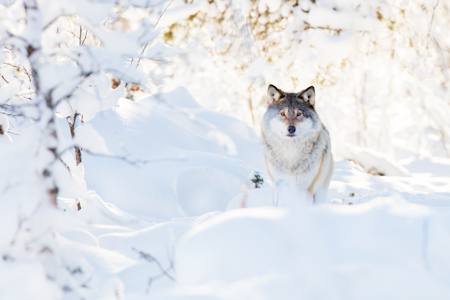 REDUKSJON: Svenske Naturtvårdsvärket (som tilsvarer norske Miljødirektoratet) skal utrede hvordan ulvene i landet skal fordeles når stammen reduseres til rundt 170 individer. Foto: iStock REDUKSJON: Svenske Naturtvårdsvärket (som tilsvarer norske Miljødirektoratet) skal utrede hvordan ulvene i landet skal fordeles når stammen reduseres til rundt 170 individer. Foto: iStock