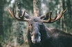 SPRIKENDE: Elgstammens utvikling spriker. Fra positivt i nord til direkte tragisk i Agder og Telemark. Foto: iStock SPRIKENDE: Elgstammens utvikling spriker. Fra positivt i nord til direkte tragisk i Agder og Telemark. Foto: iStock