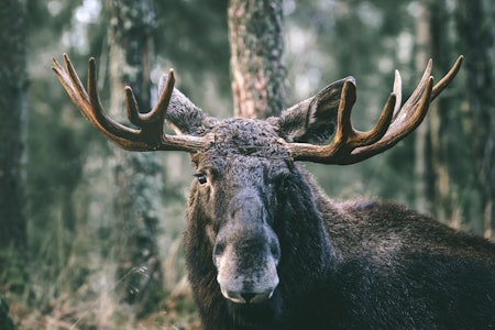 SPRIKENDE: Elgstammens utvikling spriker. Fra positivt i nord til direkte tragisk i Agder og Telemark. Foto: iStock SPRIKENDE: Elgstammens utvikling spriker. Fra positivt i nord til direkte tragisk i Agder og Telemark. Foto: iStock