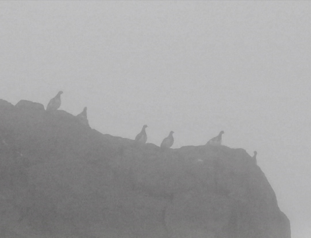 TÅKERYPER: Opp mot toppene kan man ofte finne rypene under tåkete forhold. TÅKERYPER: Opp mot toppene kan man ofte finne rypene under tåkete forhold.