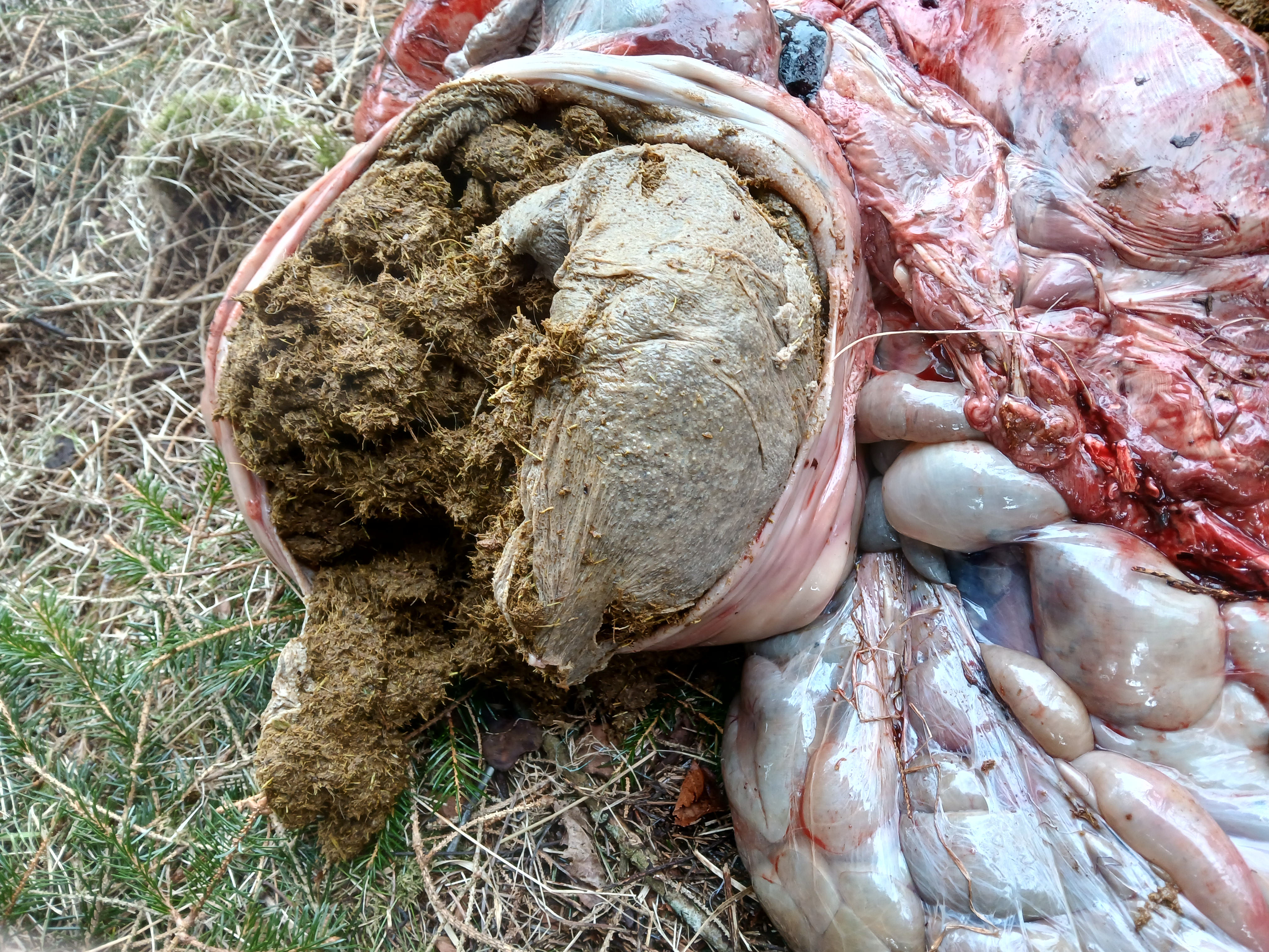 – Vomma var full av gras og mat, men det var plast rundt store deler av maten, sier Magnus Frøyen, konsulent vilt og skog i Kinn kommune.