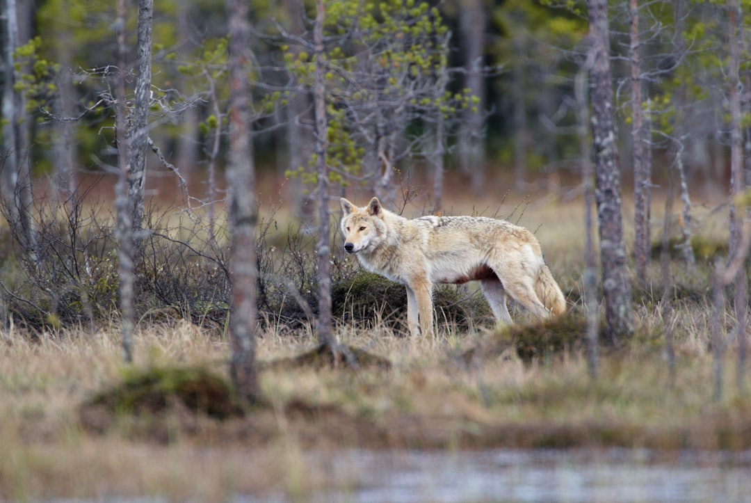 TJUVJAKT: Ulven er det mest omstridte rovdyret i norsk natur. Økokrim peker på omfattende ulovlig jakt som årsak til nedgangen. Foto: Tore Wuttudal / Samfoto TJUVJAKT: Ulven er det mest omstridte rovdyret i norsk natur. Økokrim peker på omfattende ulovlig jakt som årsak til nedgangen. Foto: Tore Wuttudal / Samfoto