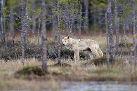 FLYTTER SEG: Den geografiske forflytningen av revirene mot sør og øst fortsetter. Foto: Tore Wuttudal / Samfoto FLYTTER SEG: Den geografiske forflytningen av revirene mot sør og øst fortsetter. Foto: Tore Wuttudal / Samfoto