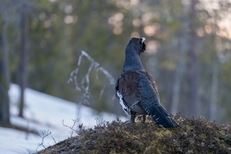 JAKTPÅVIRKNING: – Siden skogsfuglene lever lenger kan vi forvente at et visst jaktuttak har større effekt på skogsfuglbestandene sammenliknet med et tilsvarende jaktuttak på lirype, sier Lasse Frost Eriksen, forsker i NINA. Foto: Christer Rognerud JAKTPÅVIRKNING: – Siden skogsfuglene lever lenger kan vi forvente at et visst jaktuttak har større effekt på skogsfuglbestandene sammenliknet med et tilsvarende jaktuttak på lirype, sier Lasse Frost Eriksen, forsker i NINA. Foto: Christer Rognerud