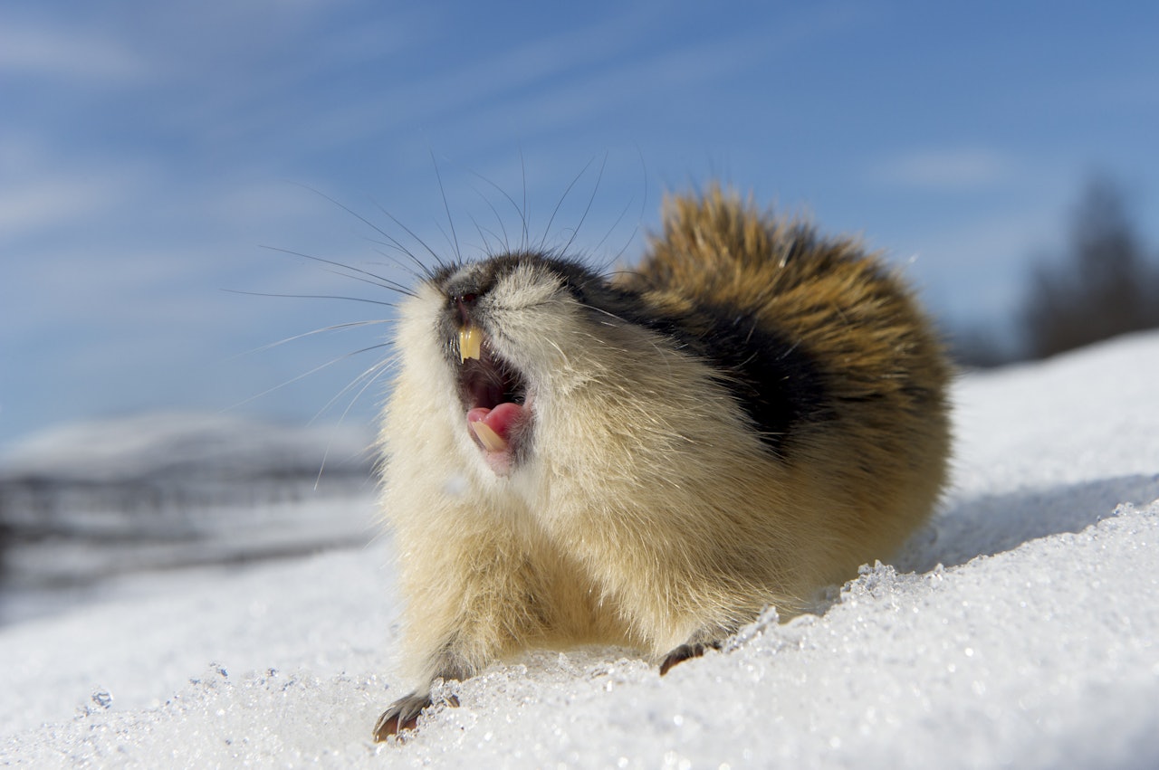 SMÅGNAGERÅR? Om vinteren holder seg kald mener forskerne det ser bra ut for smågnagerbestanden i Sør-Norge. Foto: Erlend Haarberg / Samfoto SMÅGNAGERÅR? Om vinteren holder seg kald mener forskerne det ser bra ut for smågnagerbestanden i Sør-Norge. Foto: Erlend Haarberg / Samfoto