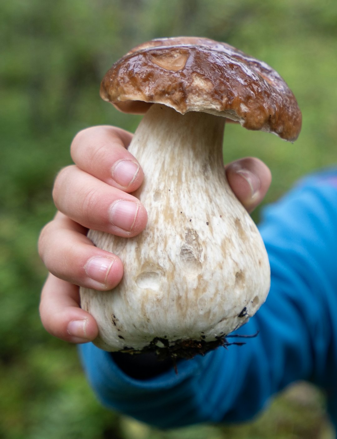 STEINSOPP: Av mange ansett som vår beste matsopp. Italianerne kaller den for porcini og bruker den i f.eks. risotto. STEINSOPP: Av mange ansett som vår beste matsopp. Italianerne kaller den for porcini og bruker den i f.eks. risotto.